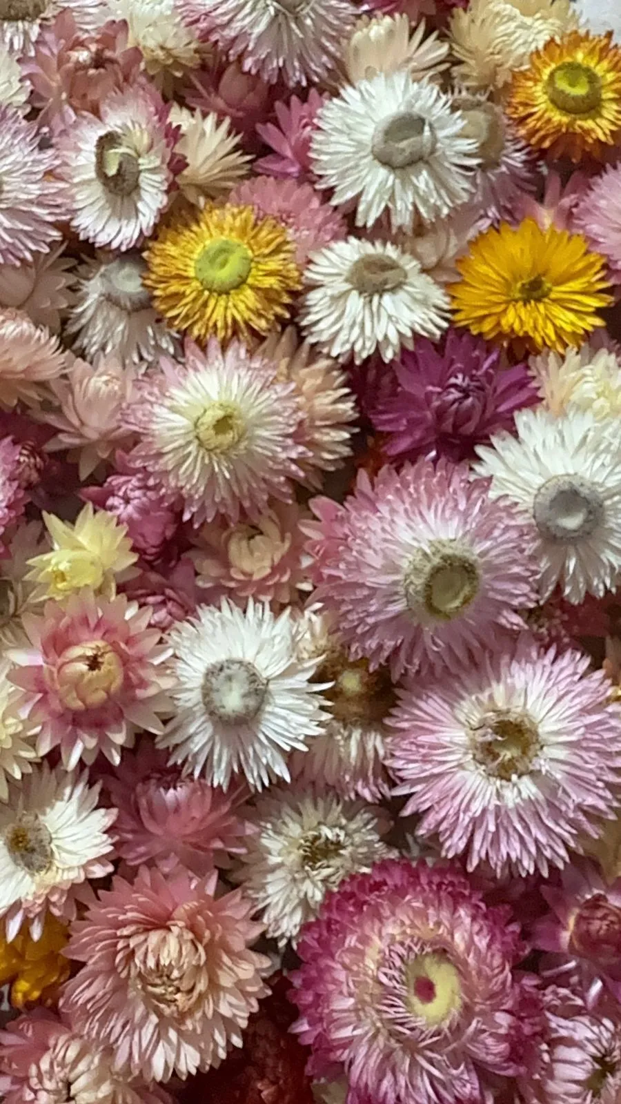 Flores de oropel